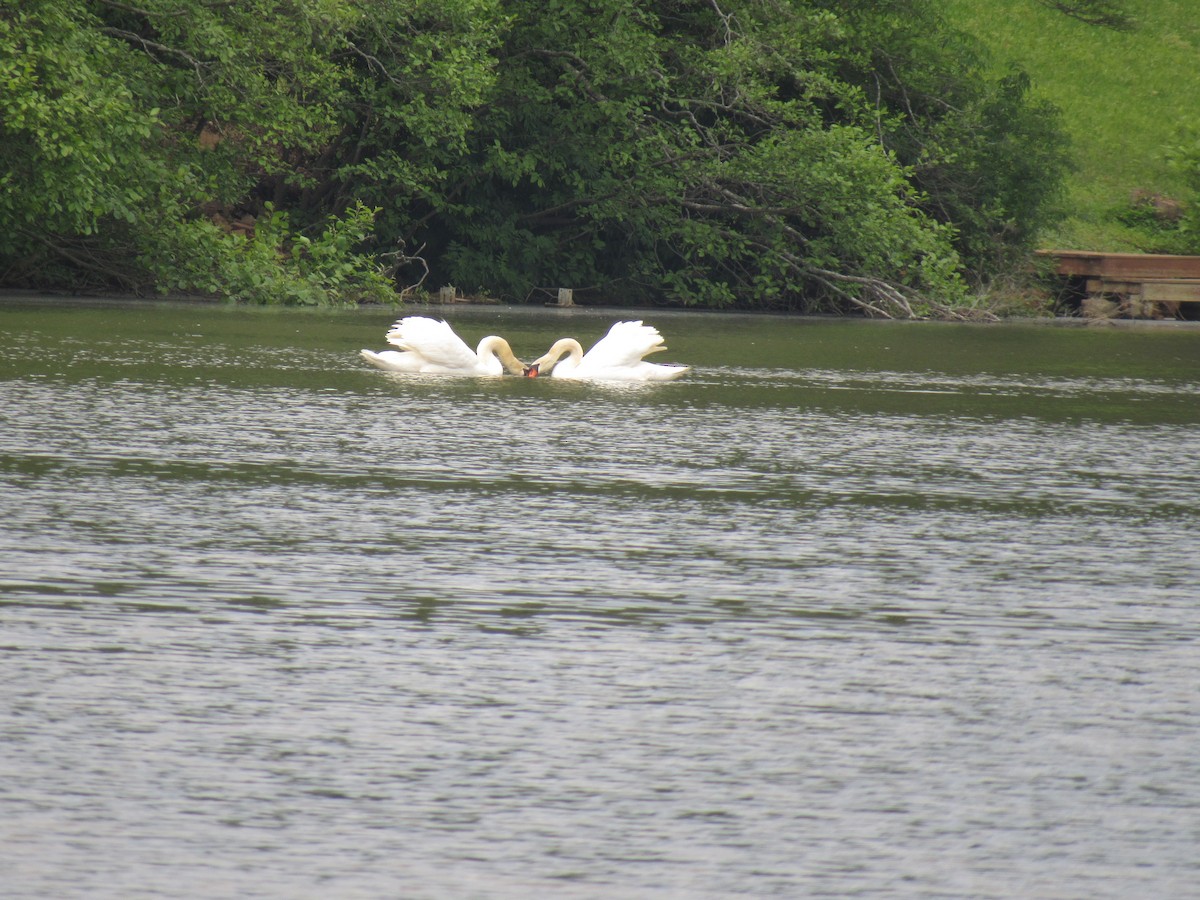 Cygne tuberculé - ML226567101