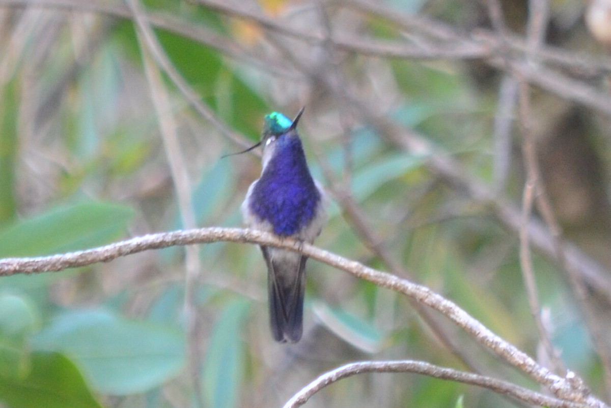 Green-crowned Plovercrest - ML226567461