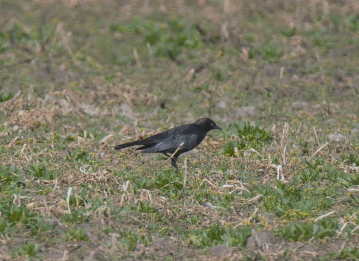 Brewer's Blackbird - ML226567951