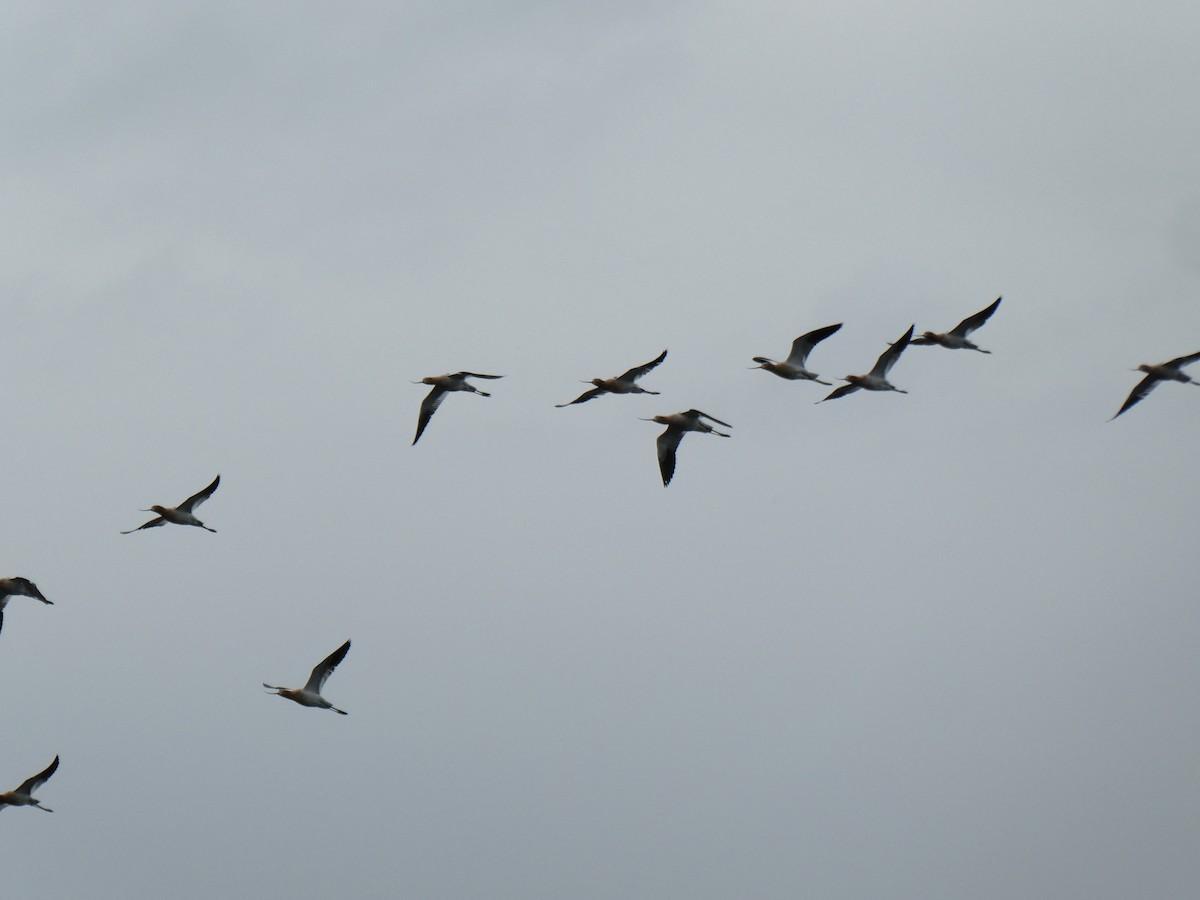 American Avocet - ML226568951