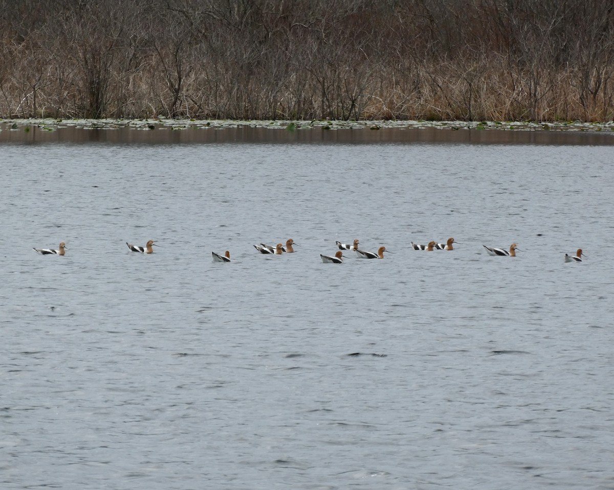 American Avocet - ML226569191