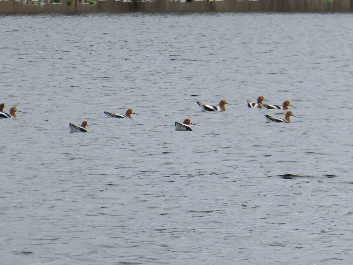 American Avocet - ML226569201