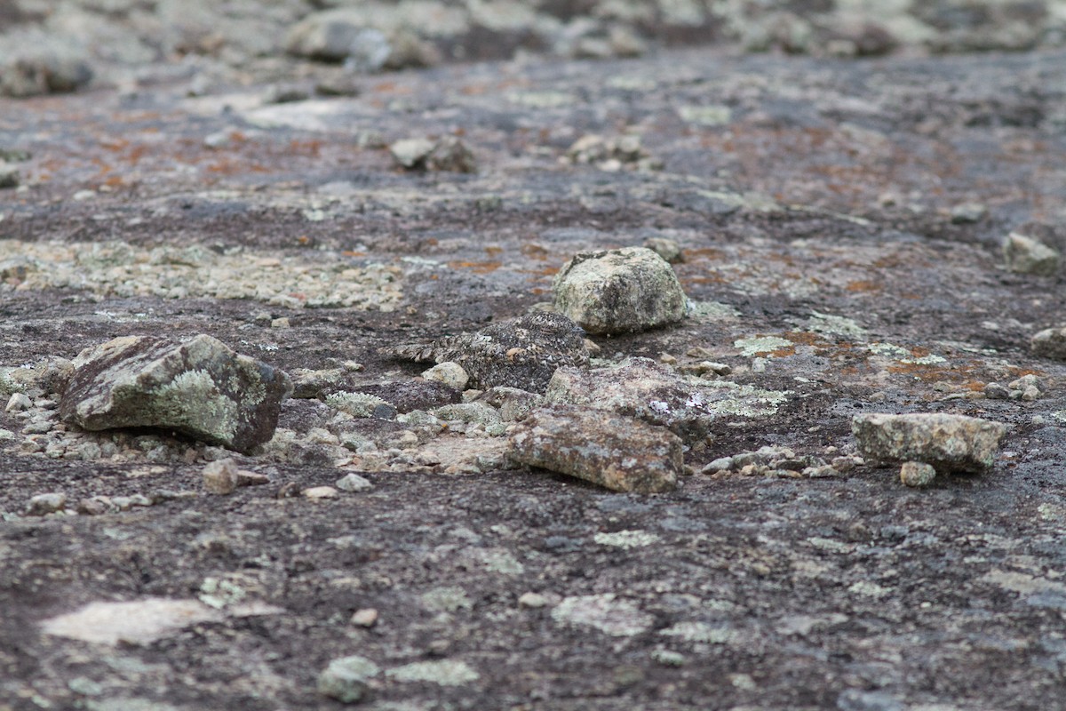 Pygmy Nightjar - Justyn Stahl