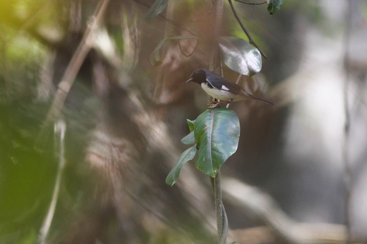 Black-throated Blue Warbler - ML226570521
