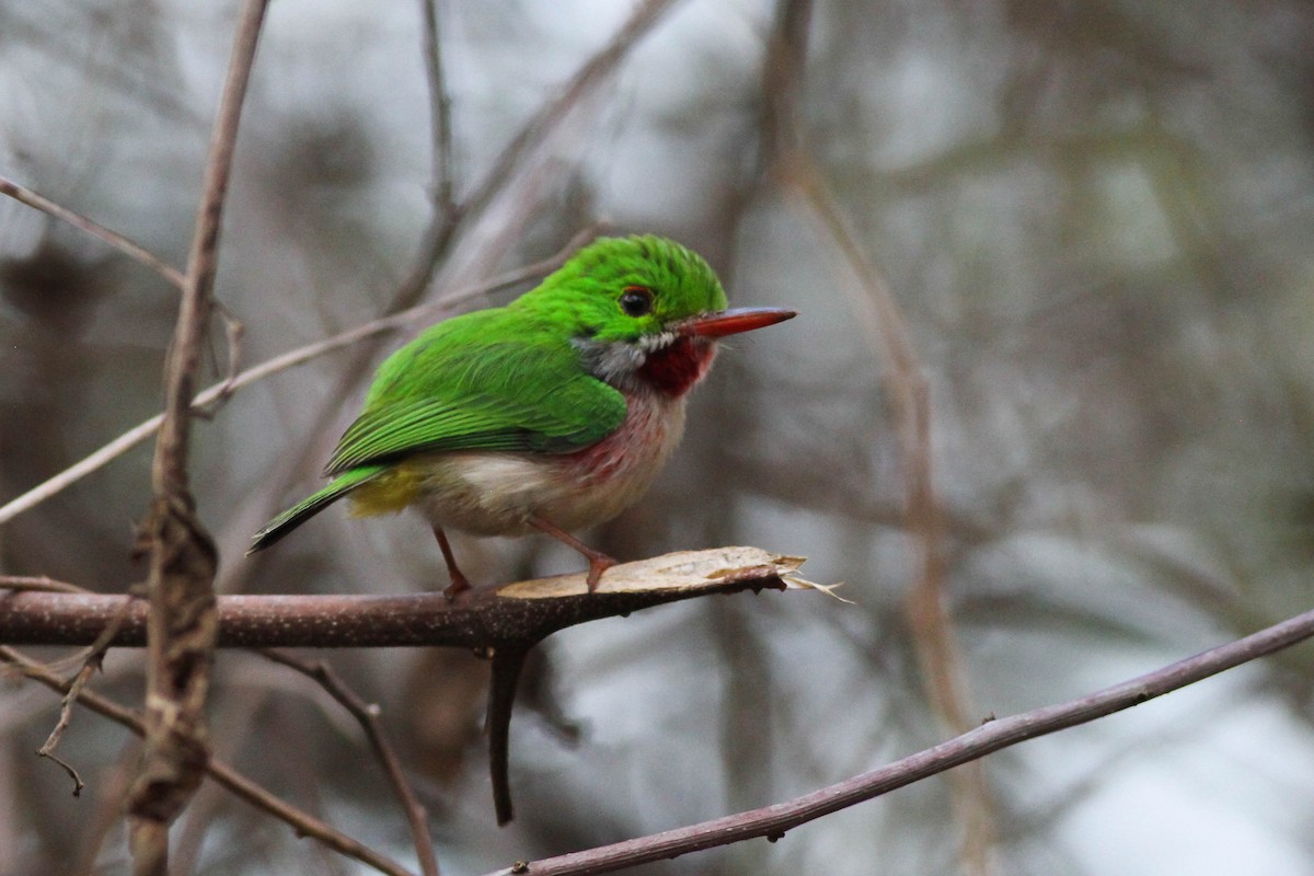 Broad-billed Tody - ML226570791