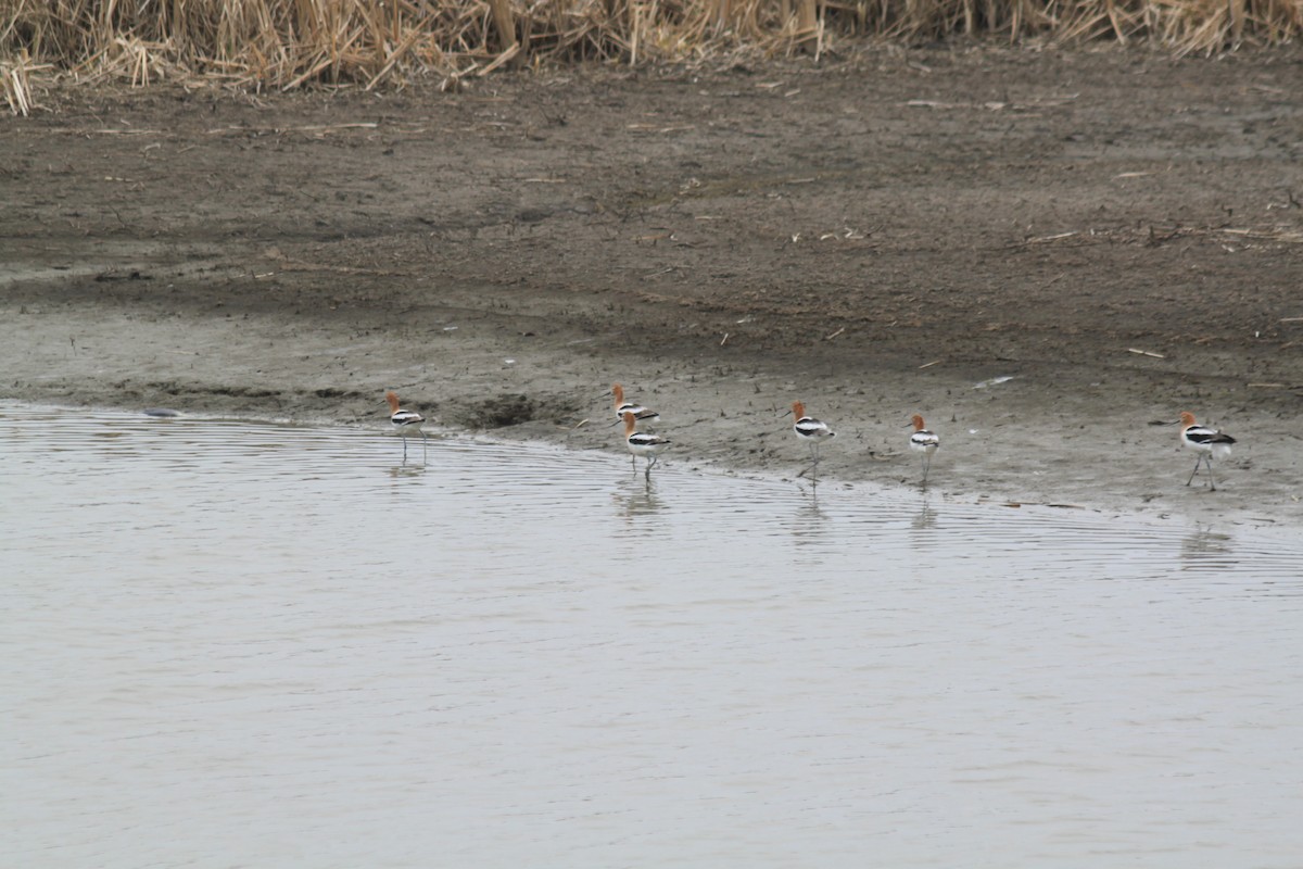 tenkozobec americký - ML226571051