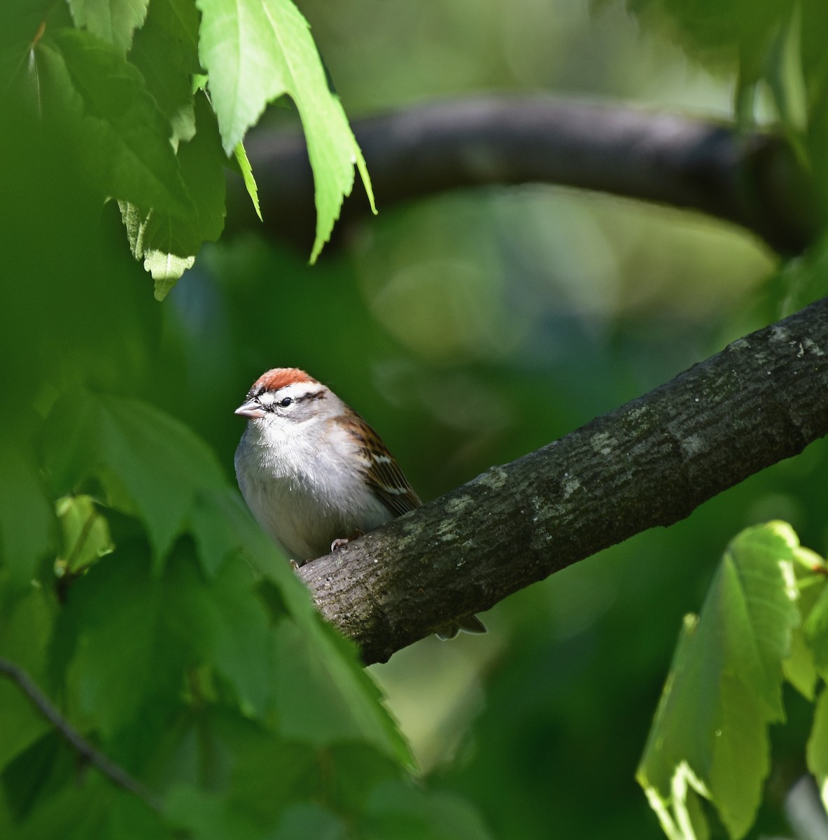 Chipping Sparrow - Brenton Mundt