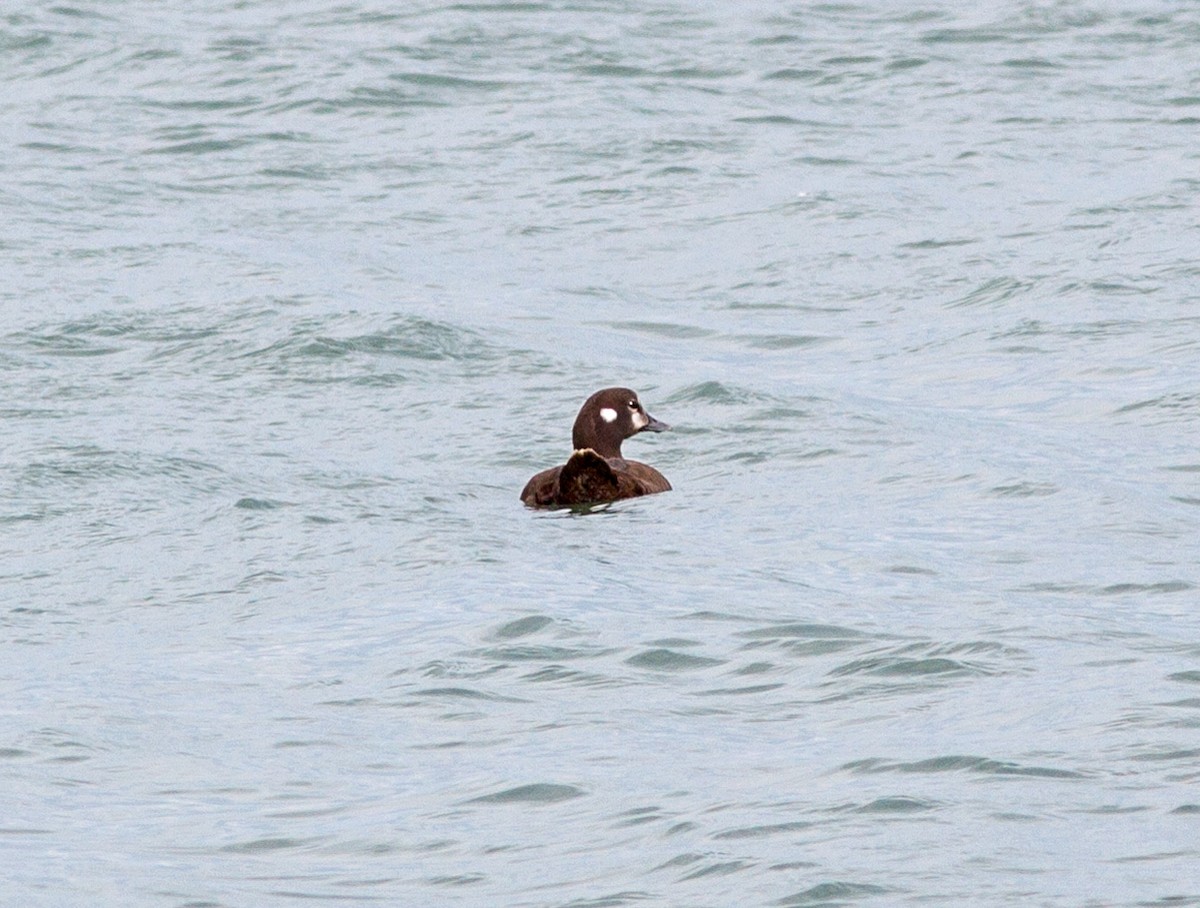 Harlequin Duck - ML226571781