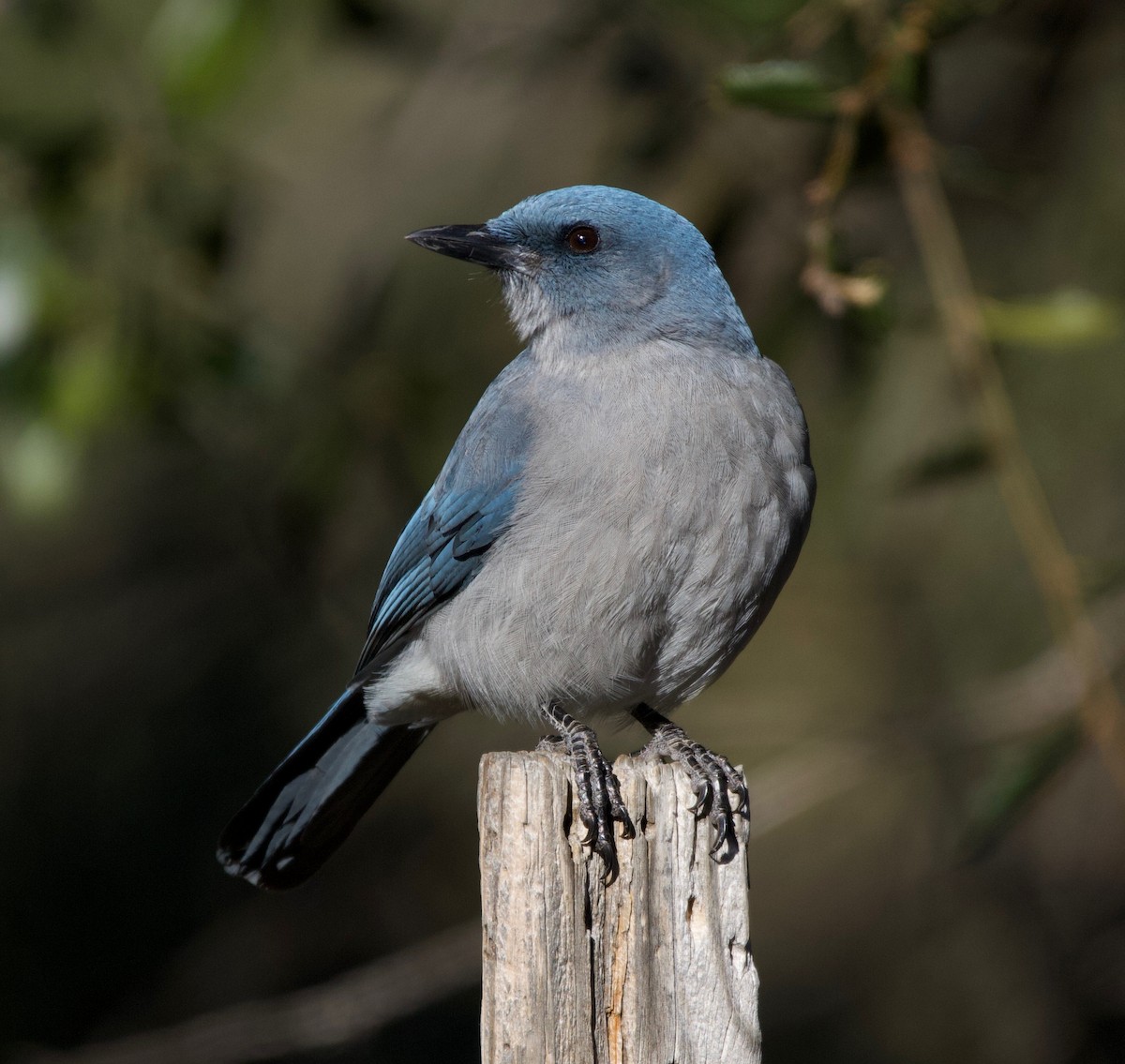 Mexican Jay (Arizona) - Liam Ragan