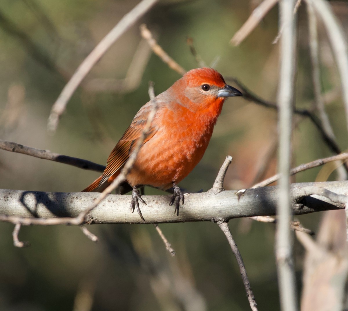 Hepatic Tanager (Northern) - ML226572651