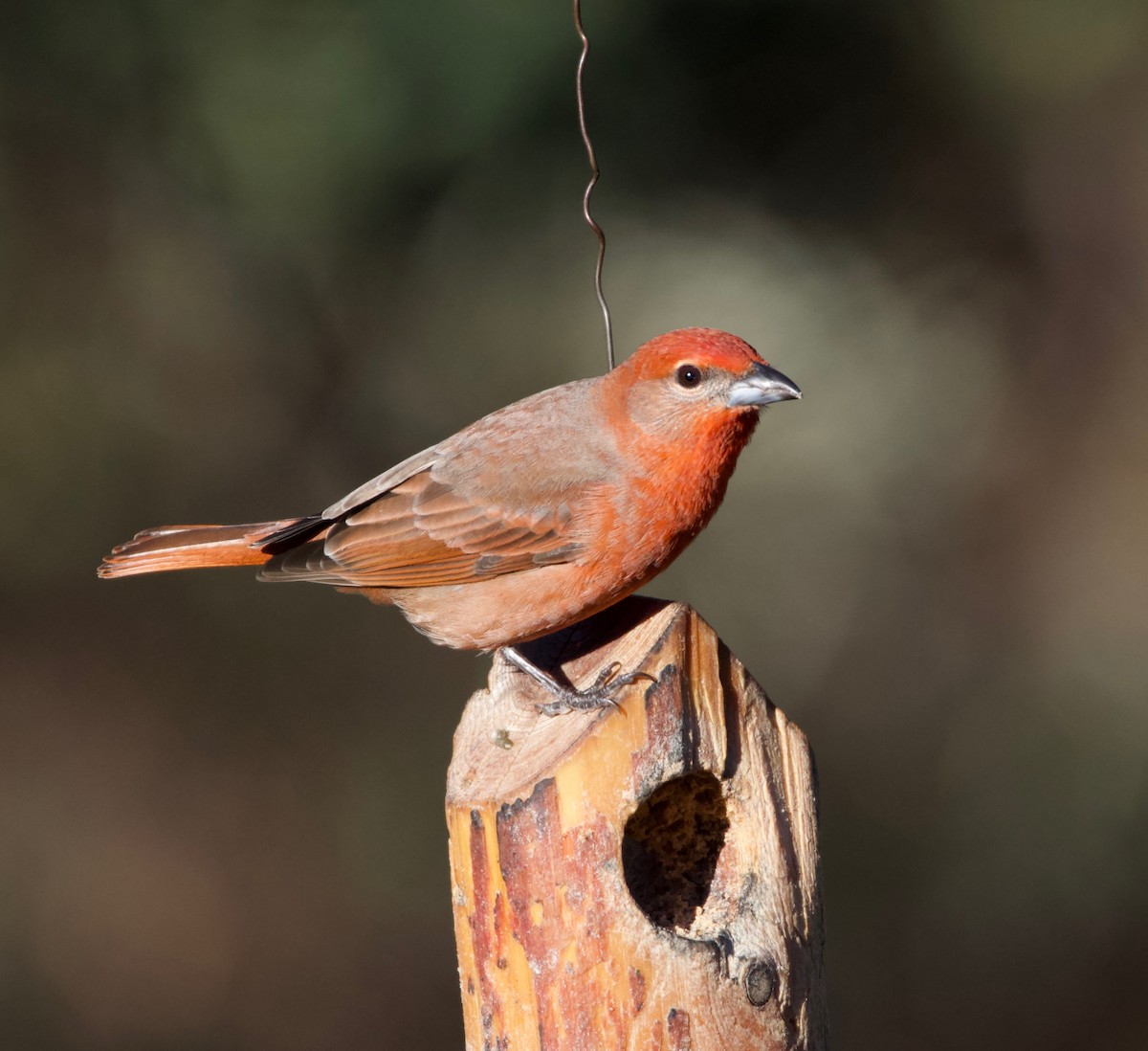 Hepatic Tanager (Northern) - ML226572681