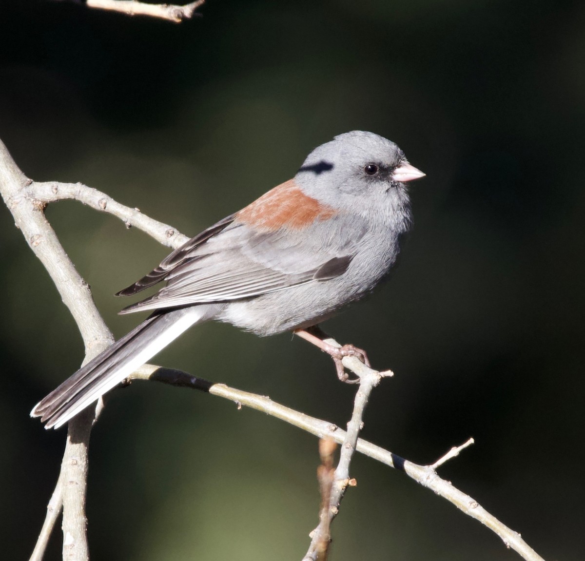 Dark-eyed Junco (Gray-headed) - ML226572721