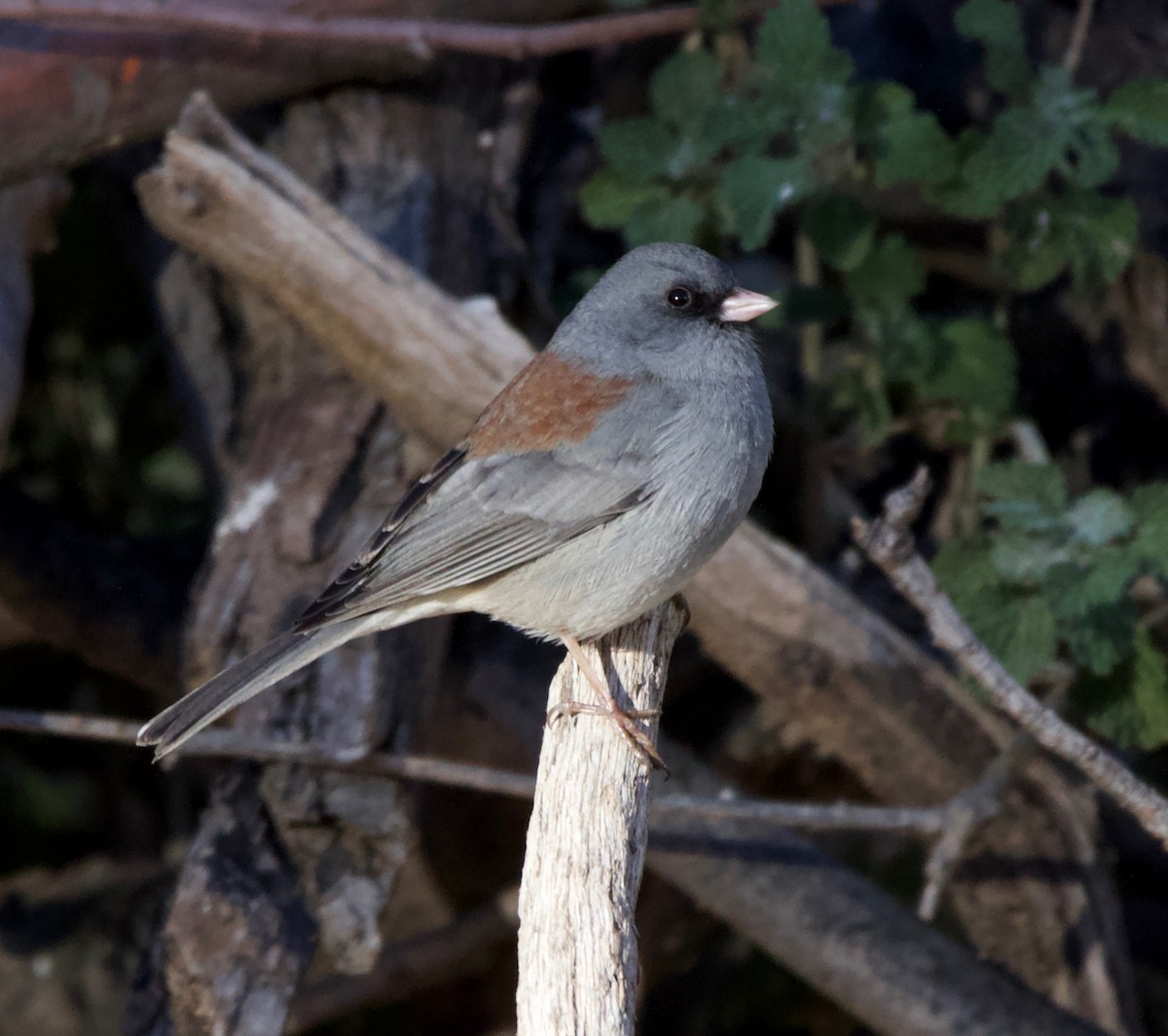 Dark-eyed Junco (Gray-headed) - ML226572751