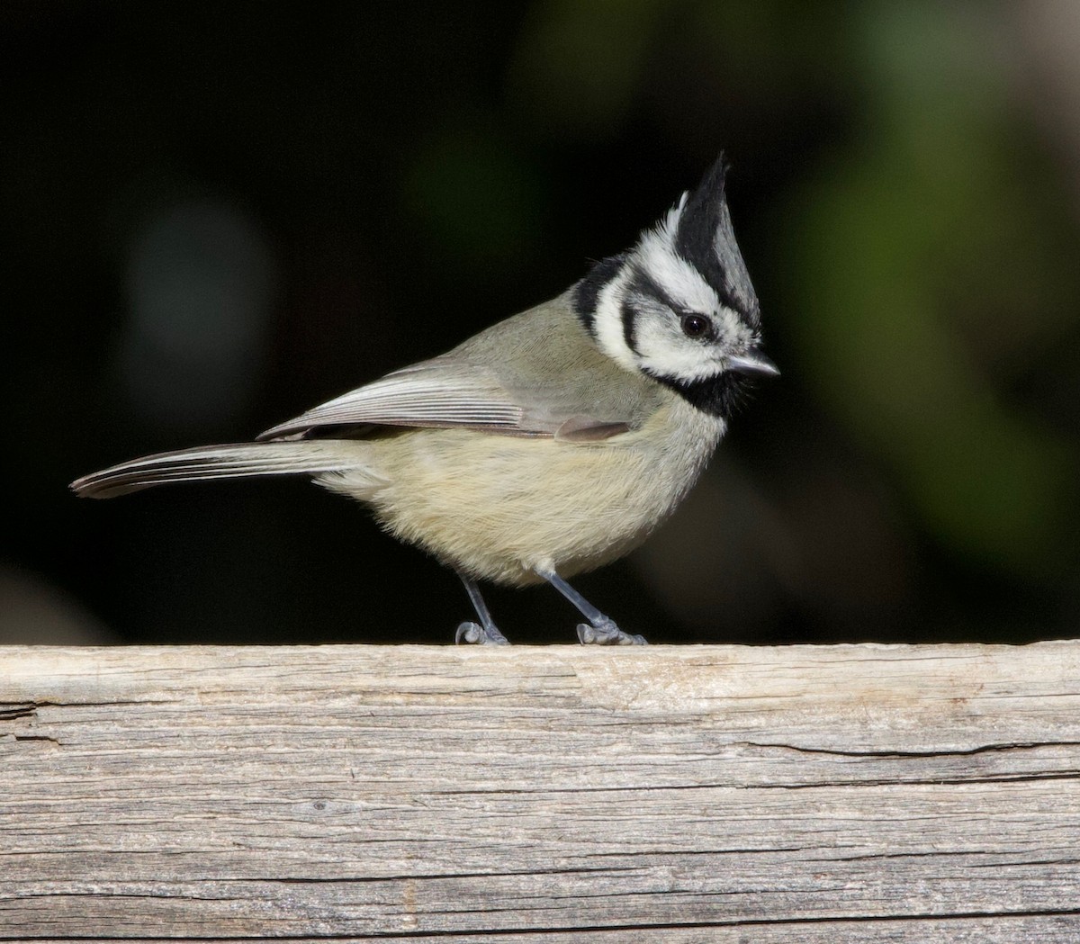 Bridled Titmouse - ML226572881