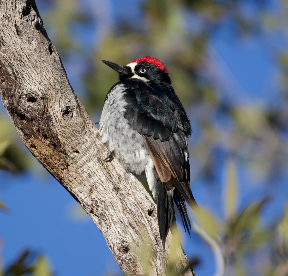 Acorn Woodpecker - ML226572931