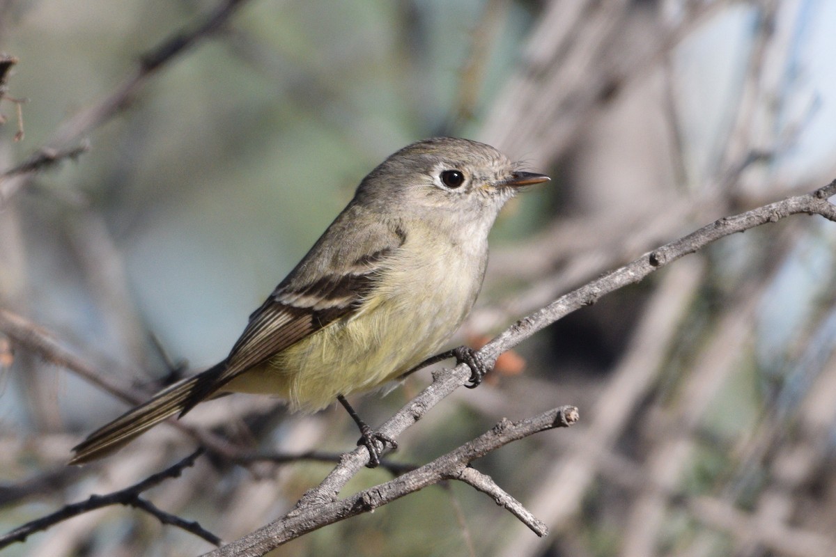 Dusky Flycatcher - ML226572951