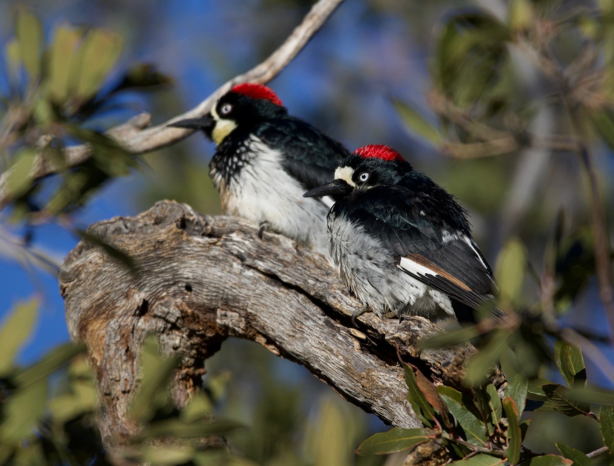 Acorn Woodpecker - ML226572961