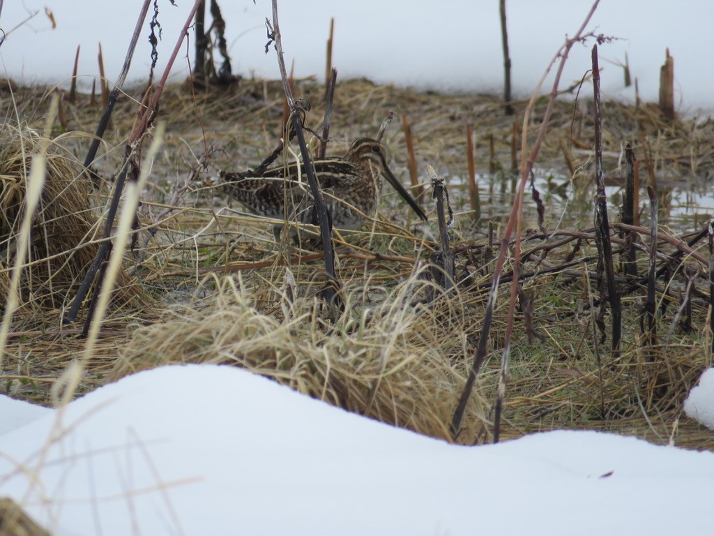 Wilson's Snipe - ML226573741