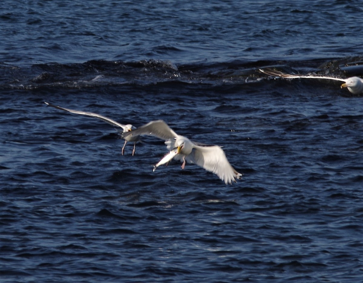 Herring Gull - ML226574111