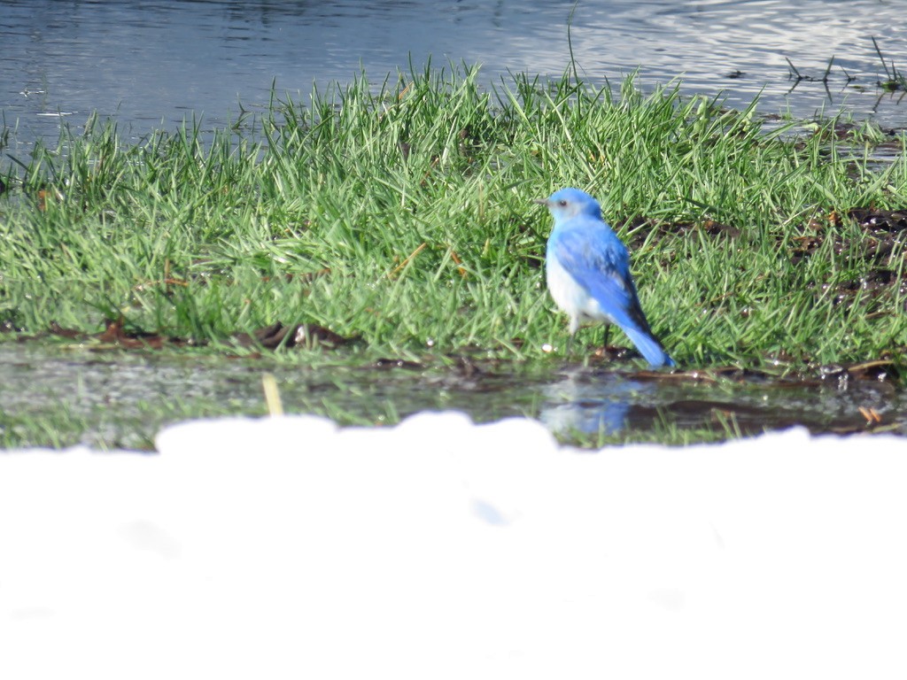 Dağ Mavi Ardıcı - ML226576341