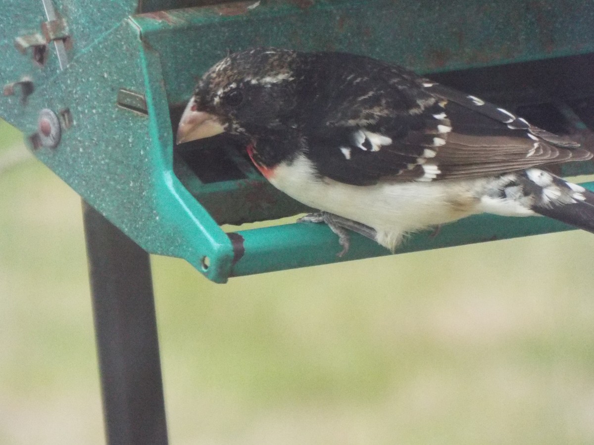 Rose-breasted Grosbeak - ML226578571