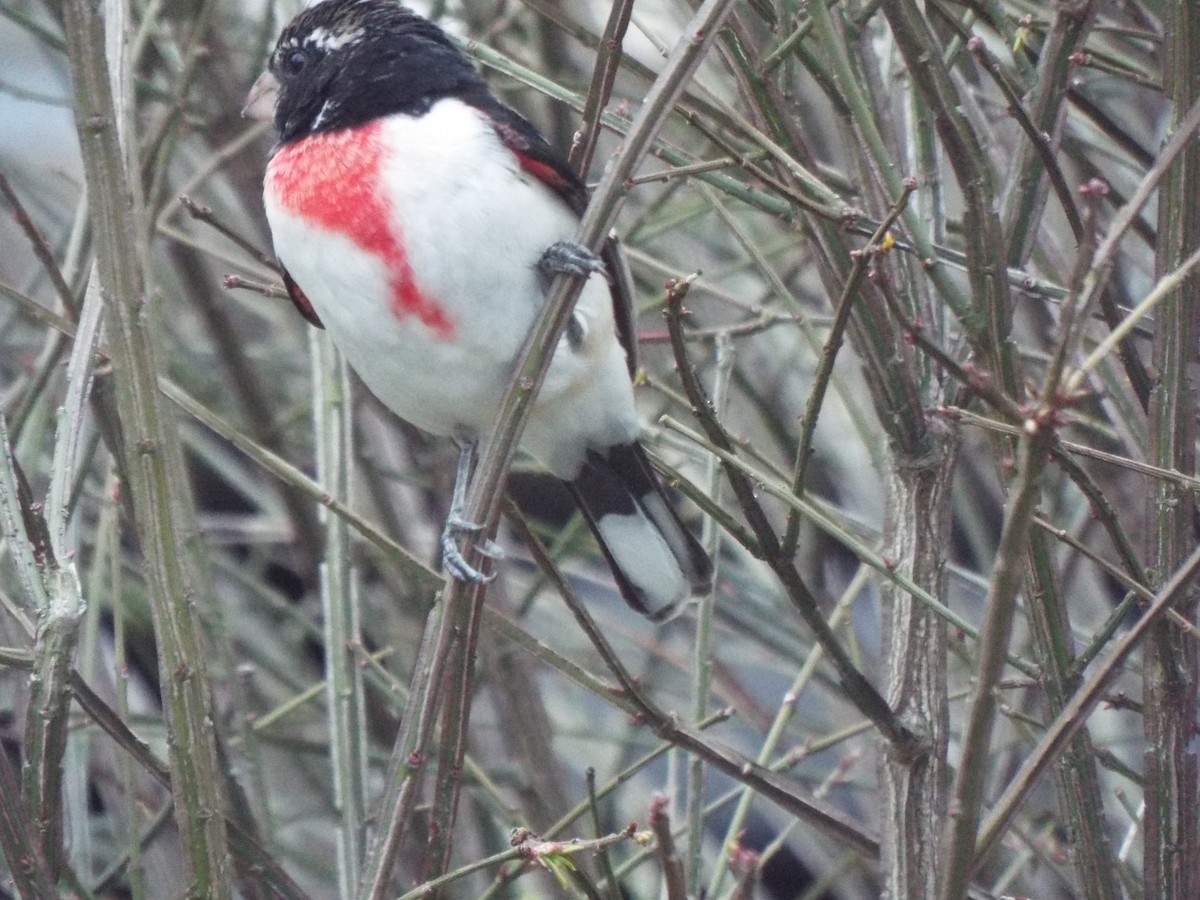 Rose-breasted Grosbeak - ML226578801