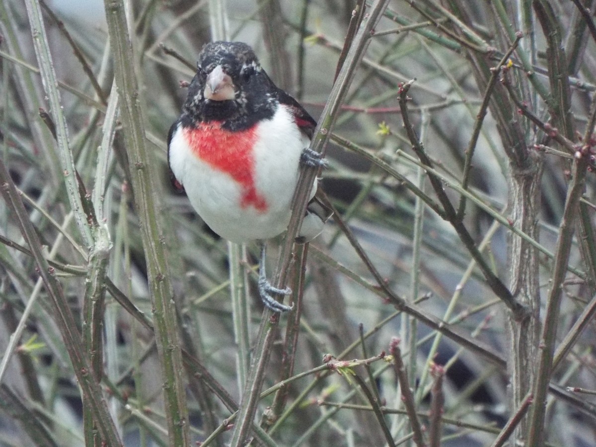 Rose-breasted Grosbeak - ML226578841