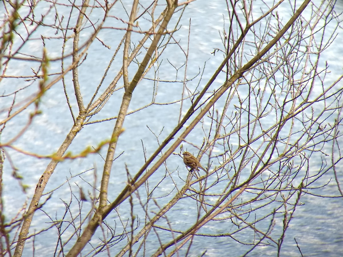 American Tree Sparrow - ML226578971