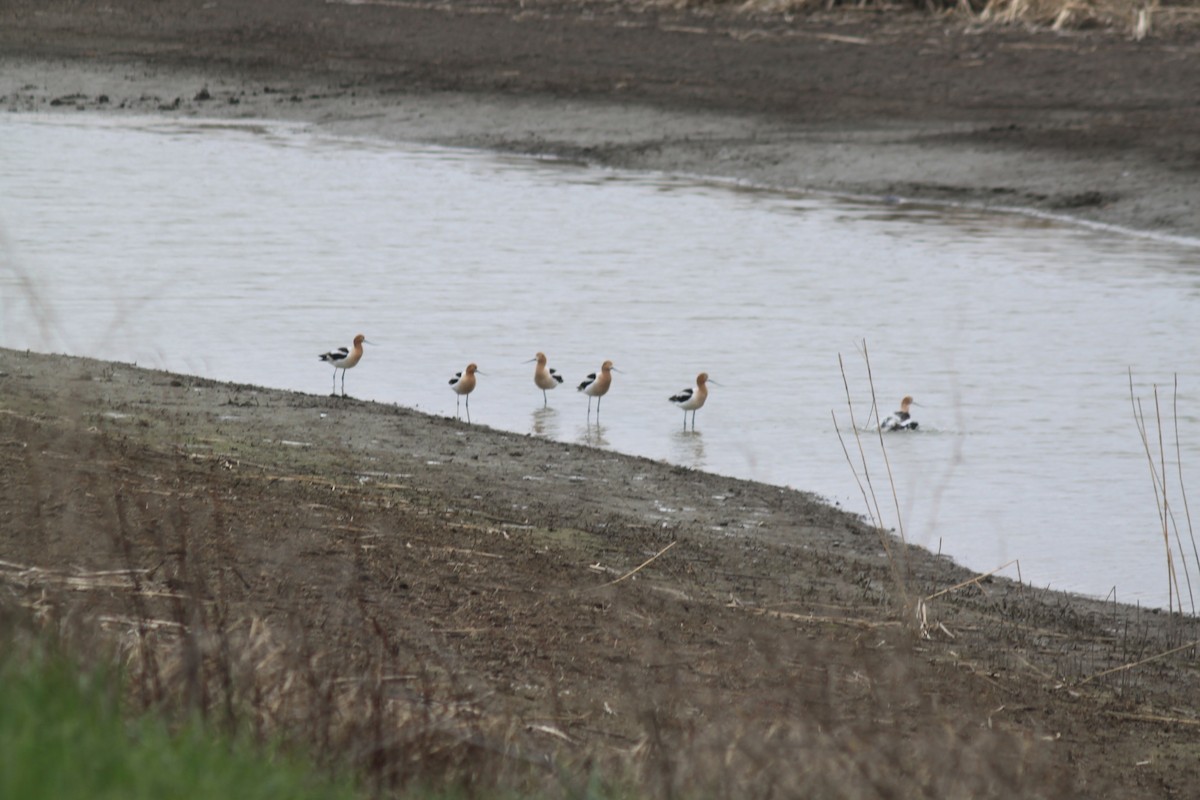 tenkozobec americký - ML226581821