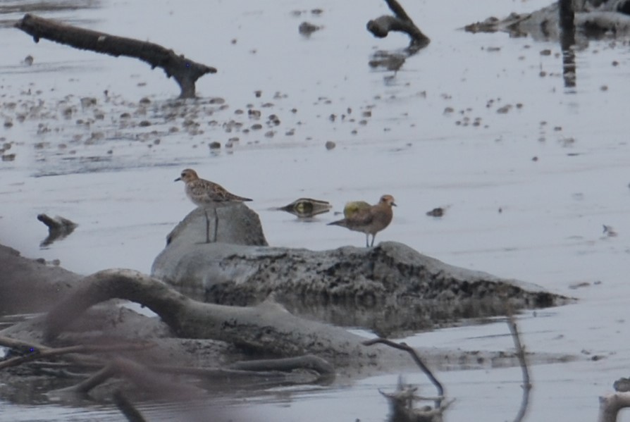 Pacific Golden-Plover - David Gersten