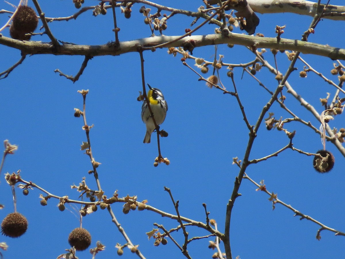 Yellow-throated Warbler - ML226585691