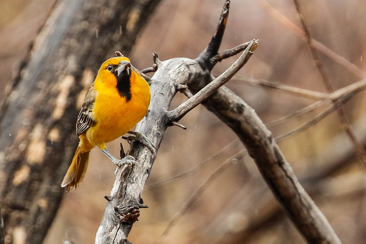 Streak-backed Oriole - ML226587551