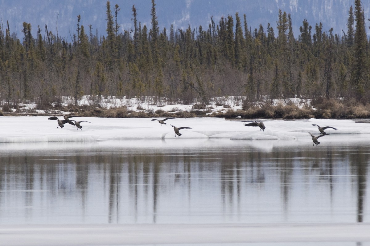 Canada Goose - ML226587821