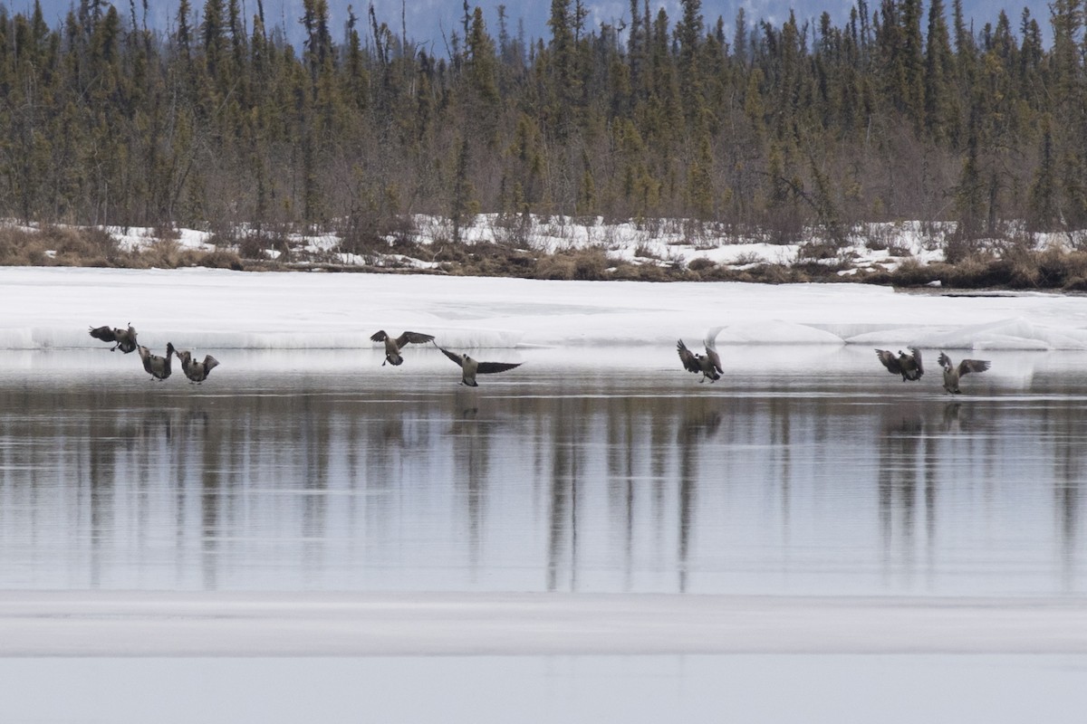 Canada Goose - ML226587921