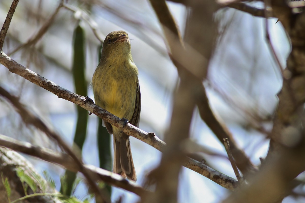 Flat-billed Vireo - Alex Lamoreaux