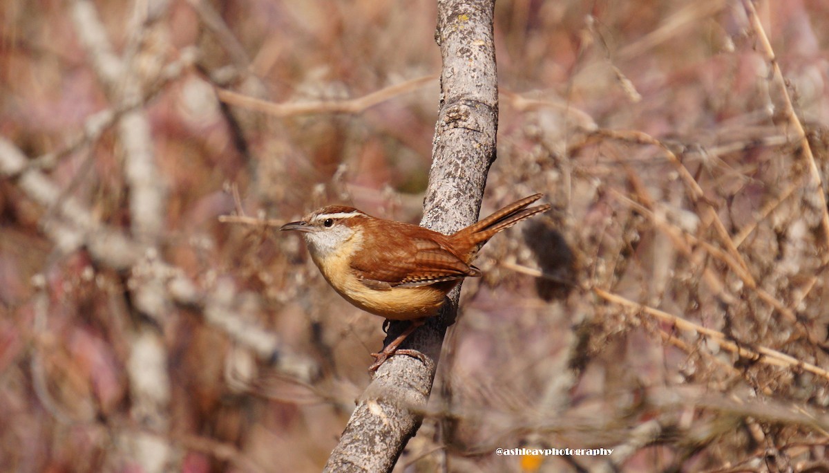 Carolina Wren - Ashlea Veldhoen