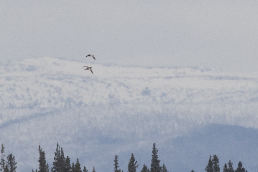 Canvasback - ML226590551