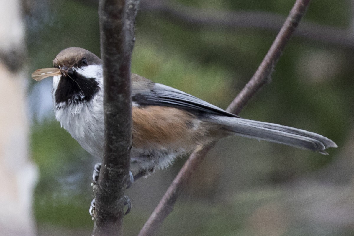 Boreal Chickadee - ML226590611