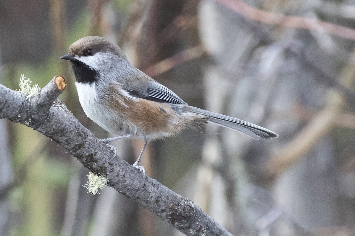 Boreal Chickadee - ML226590631