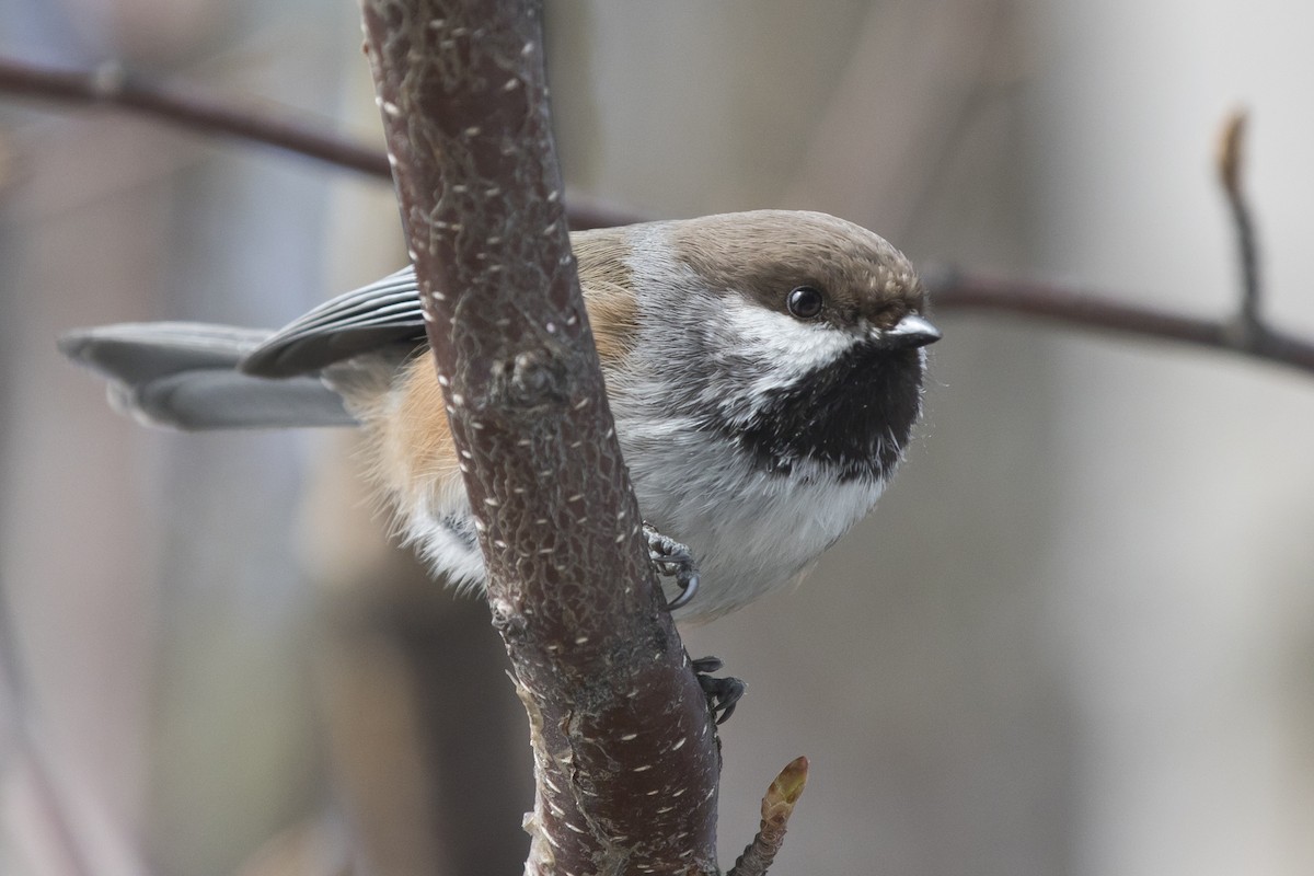 Boreal Chickadee - Nick Hajdukovich