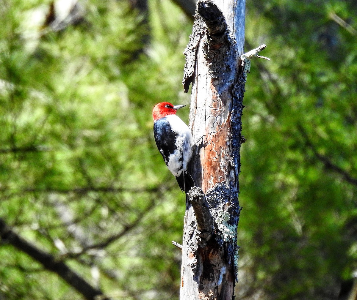 Red-headed Woodpecker - ML226592531