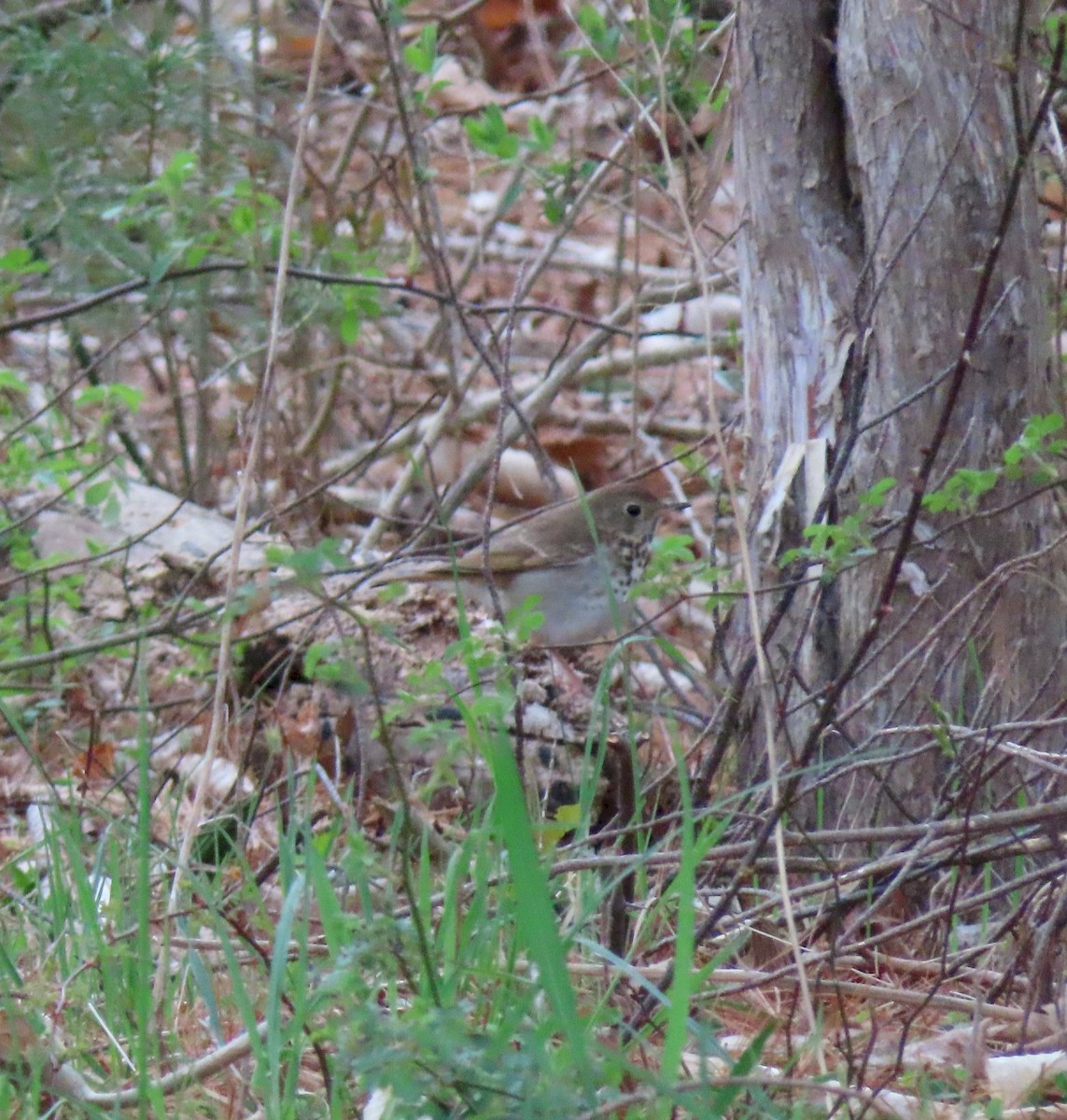 Hermit Thrush - ML226594191