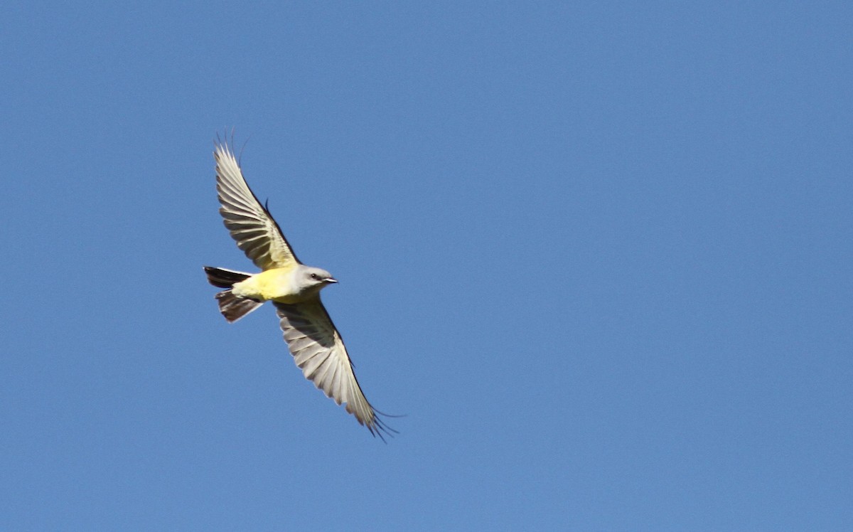 Western Kingbird - Ryan Terrill