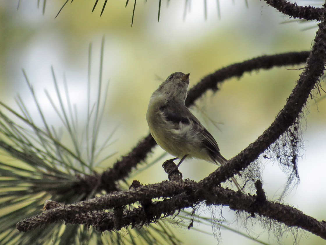 Hammond's Flycatcher - Thomas Schultz