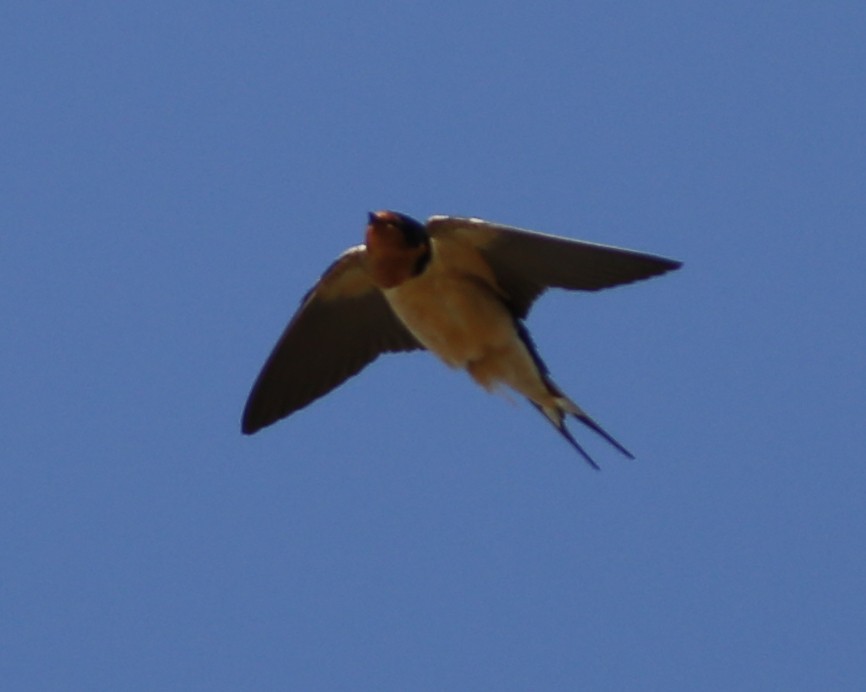 Barn Swallow - ML226595081