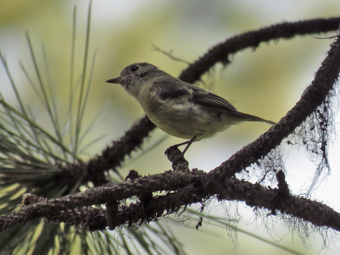 Hammond's Flycatcher - Thomas Schultz