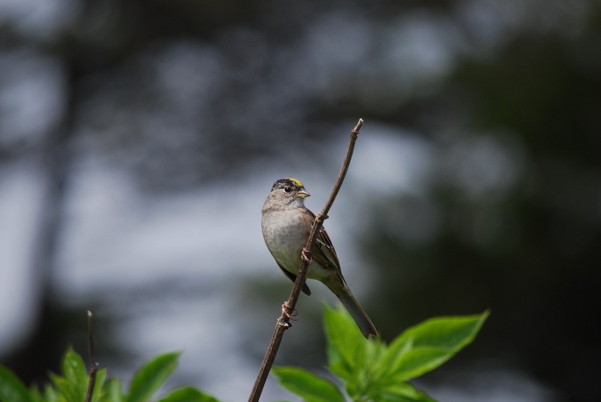 Golden-crowned Sparrow - ML226595801