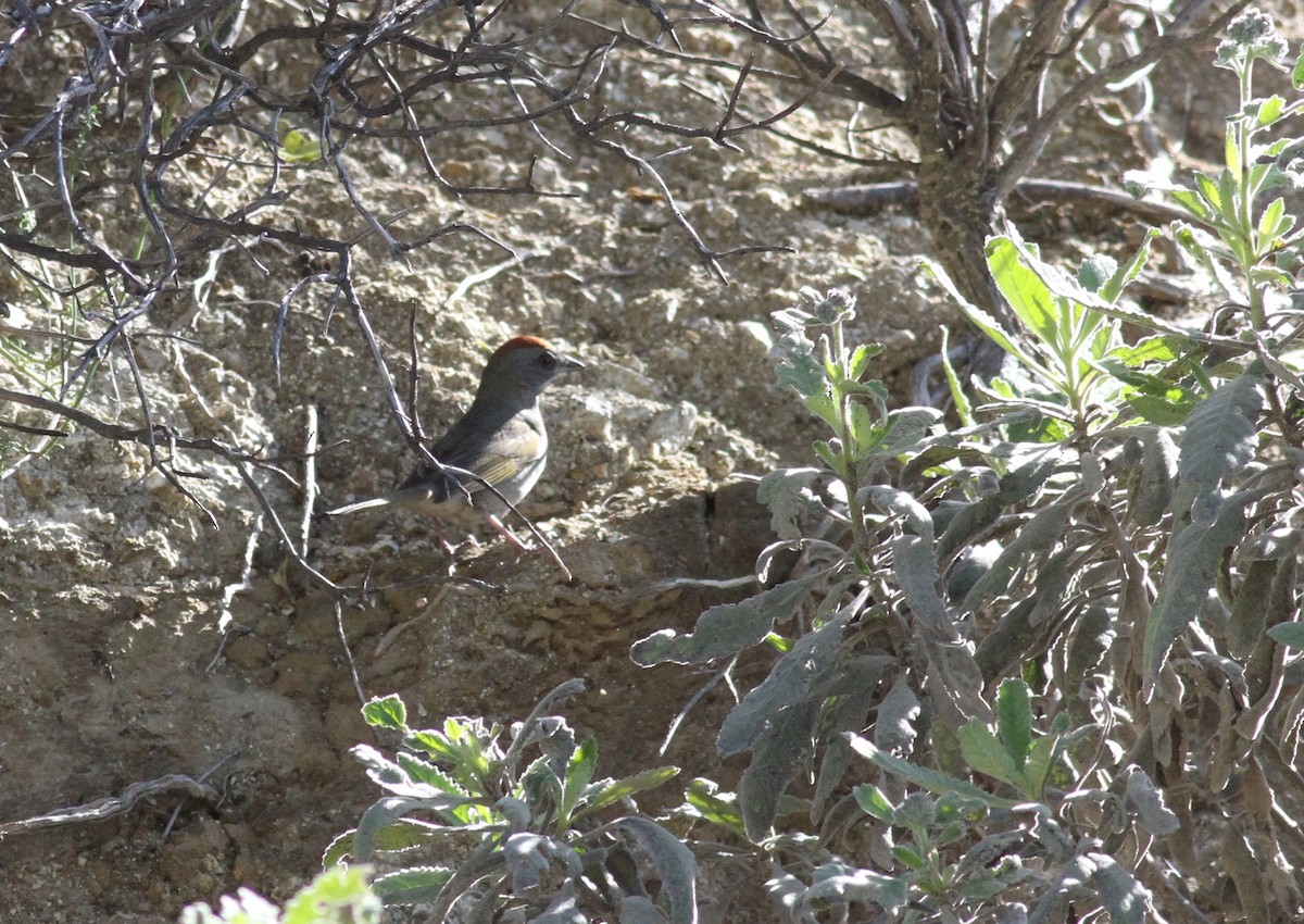 Green-tailed Towhee - ML226596991