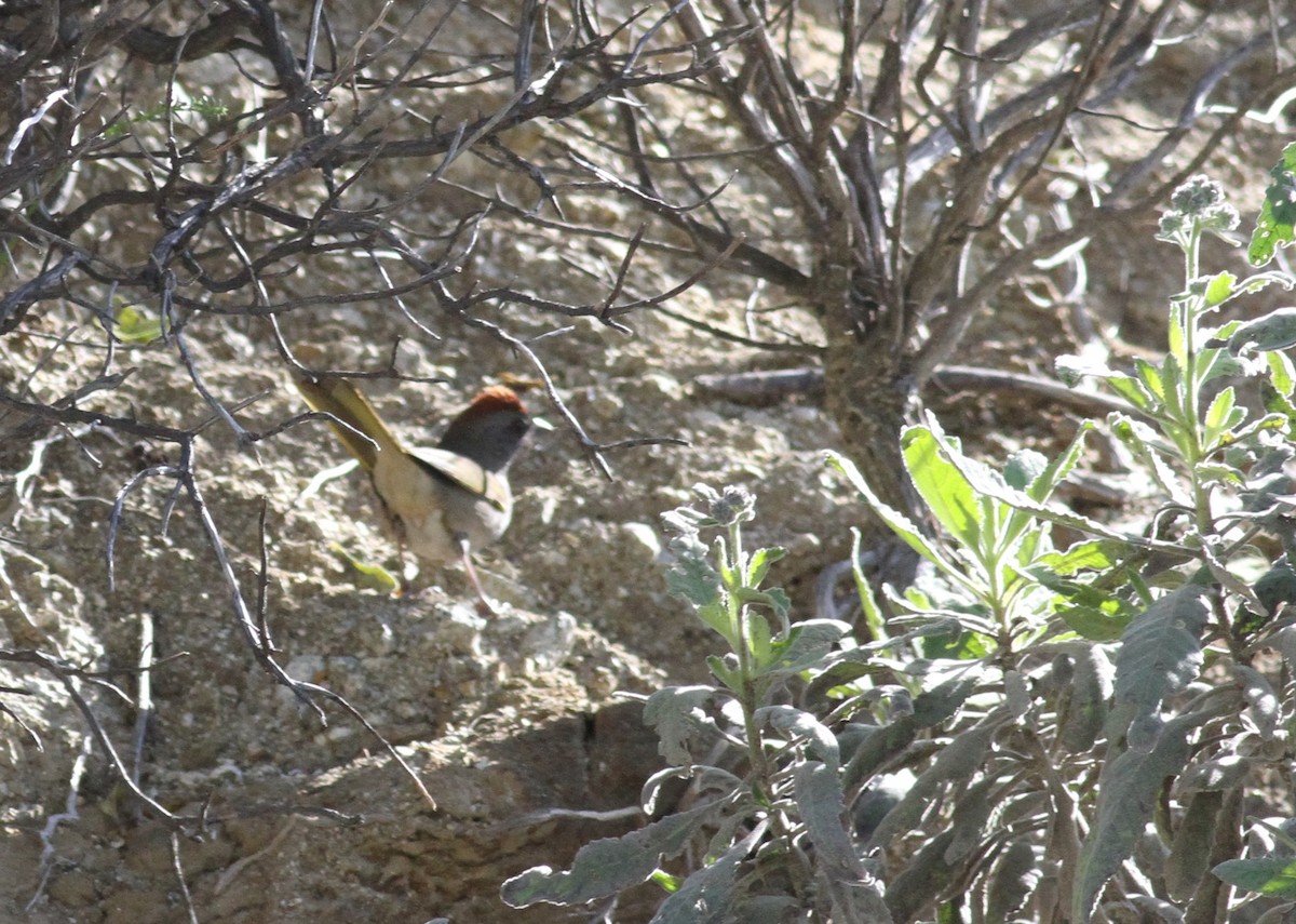 Green-tailed Towhee - ML226597021