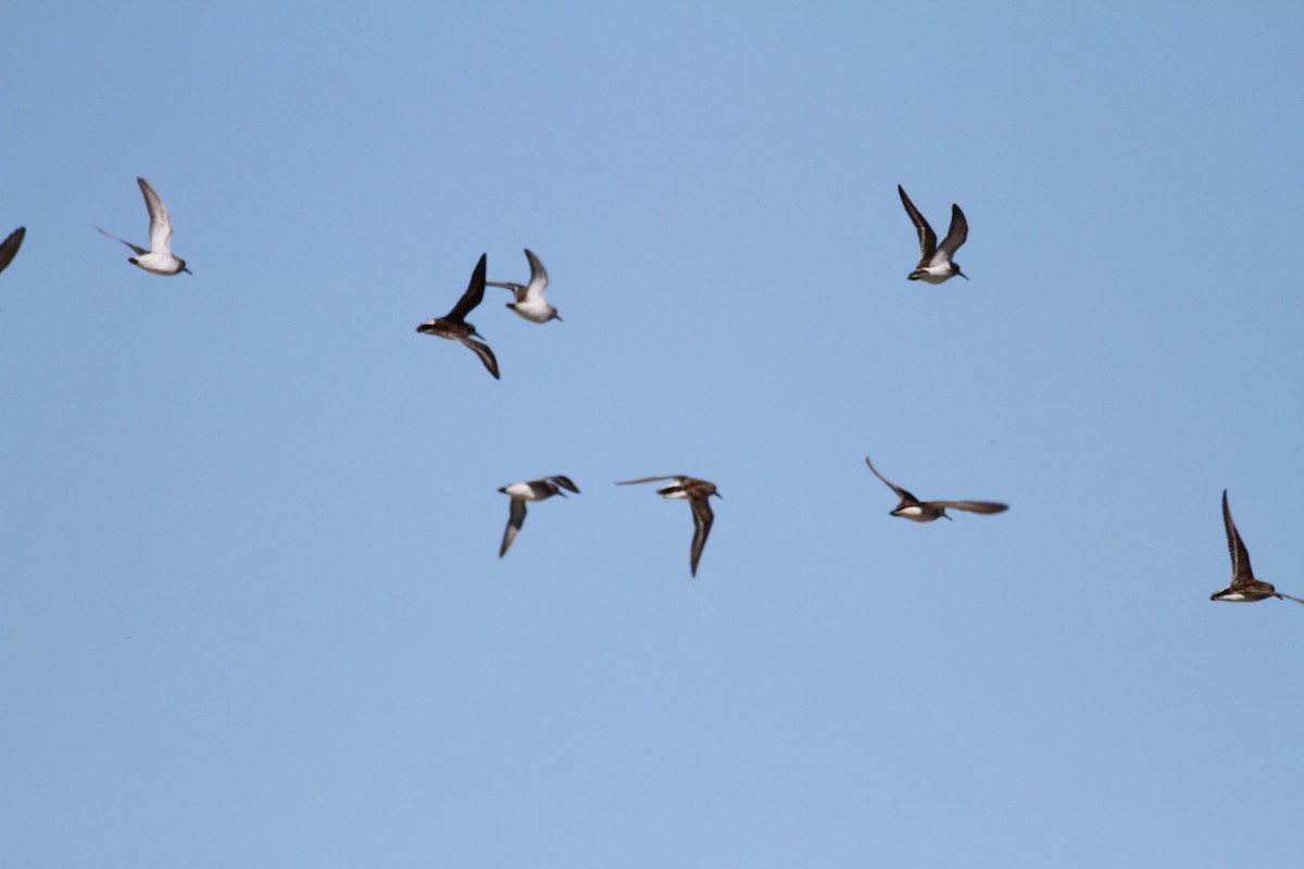 Western Sandpiper - ML226597721